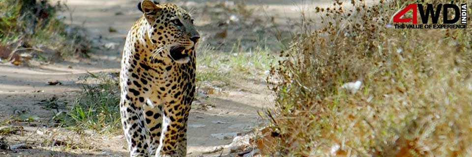 udaipur kumbhalgarh wildlife day tour packages
