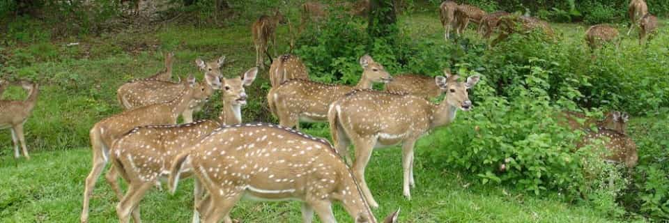 Bannnerghatta National Park - Nagarhole National Park - Kudremukh National Park
