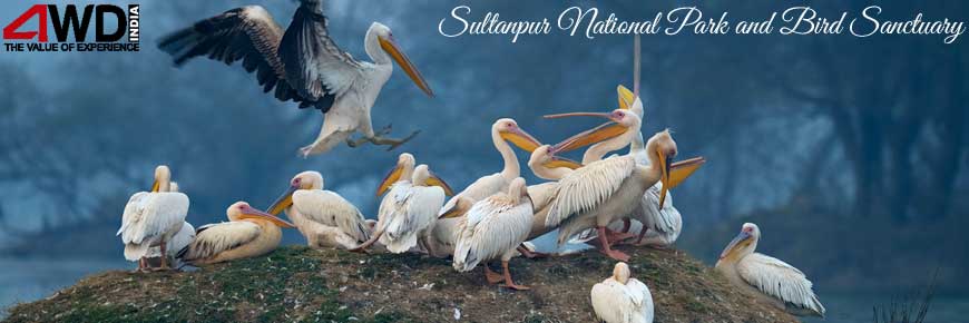 sultanpur-national-park-and-bird-sanctuary