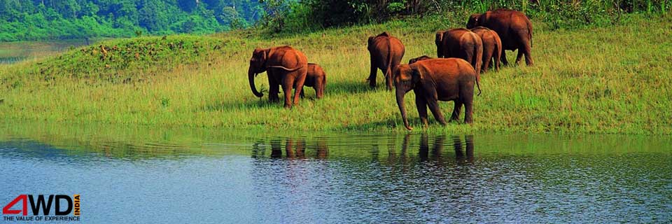 Cochin-Munnar-and-Thekkady-Tour-Packages