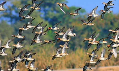 Bharatpur Bird Sanctuary Tour Packages