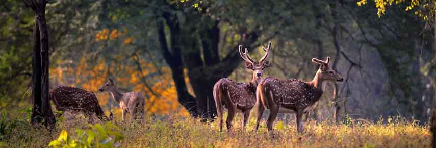 Jaipur Delhi Agra Ranthambore National Park